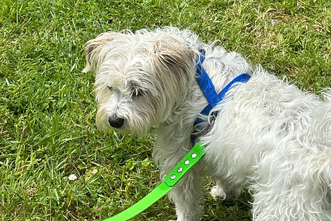 Westie.JPG