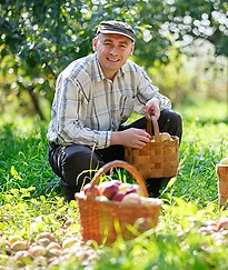 Smiling farmer with baskets of freshly picked apples