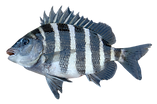 sheepshead (1).png
