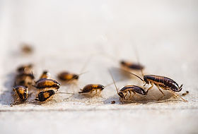 german-cockroaches1.jpg