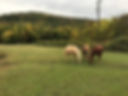 92A77E0E-6693-41C4-AC05-038430E919B9_1_105_c.jpeg