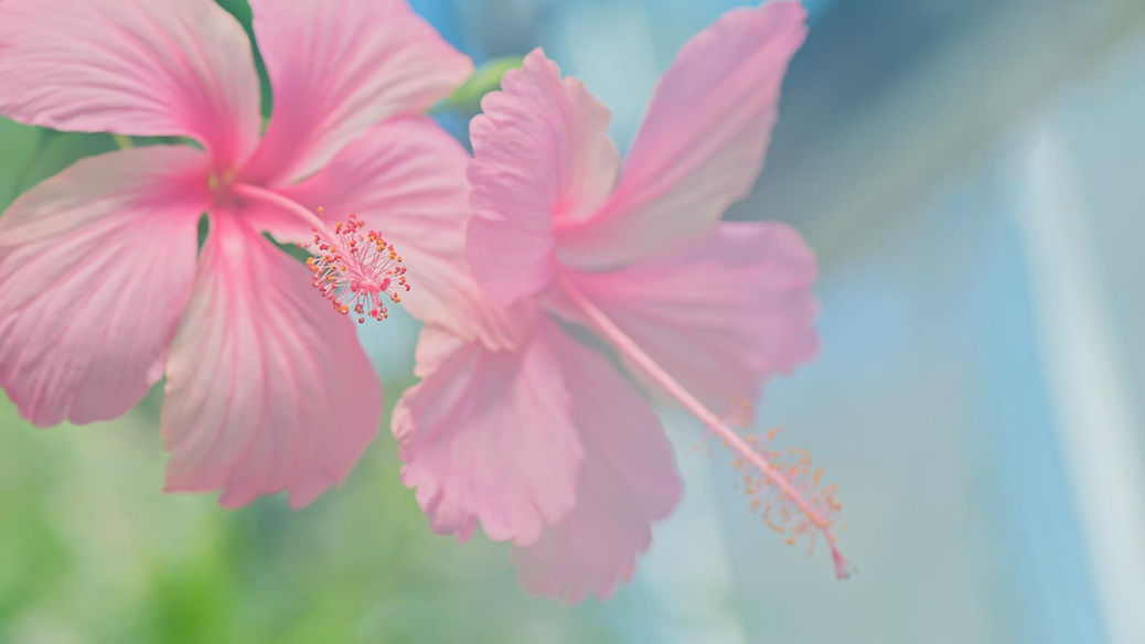 hibiskus.jpg