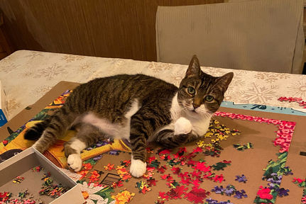 Pet Bereavement: The Traumatic Loss of my Family Cat