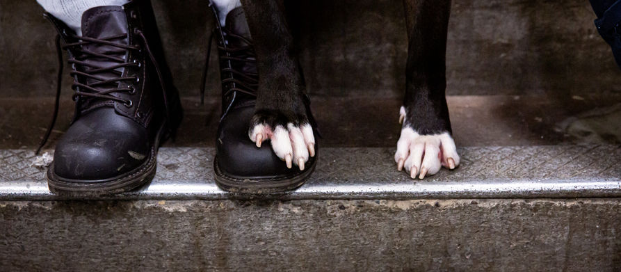 Championing Prison Reform and Animal Welfare Initiatives One Pup at a Time