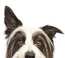 DOG HEADER