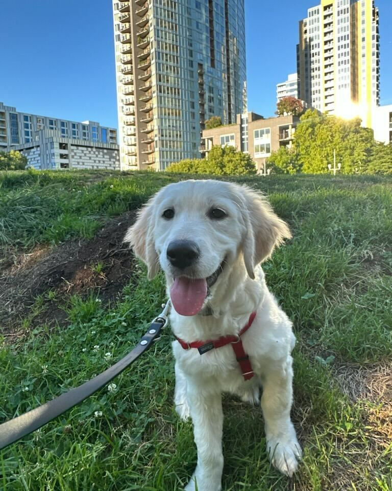 A cream colored golden retriever puppy in a red harness sits outside on the grass, with big city buildings behind her.
