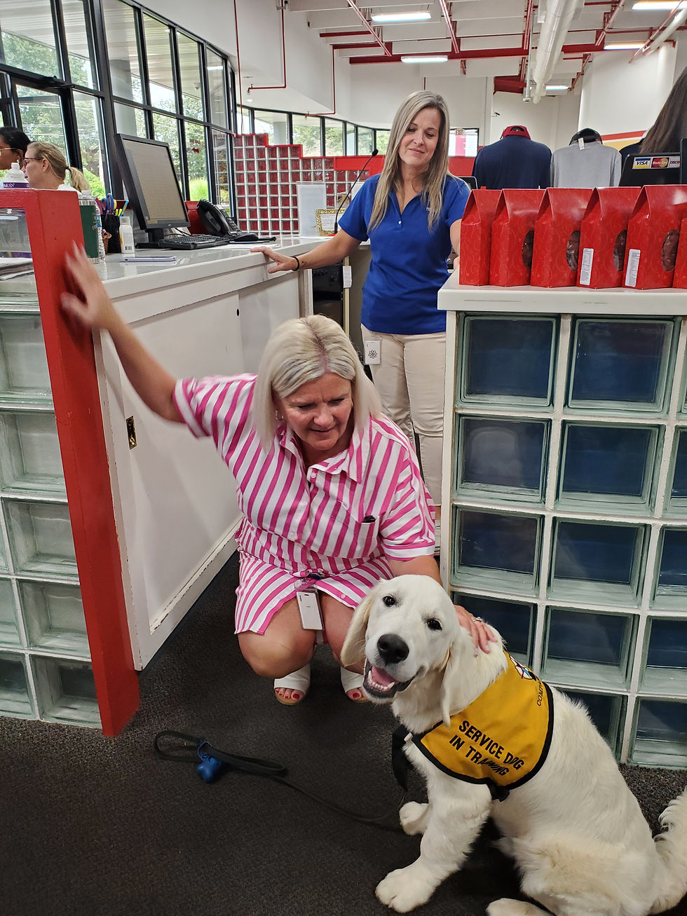 A young cream colored golden retriever in a yellow "service dog in training vest" is seen enjoying petting from a smiling blonde women in a striped outfit, while another blonde women in a blue shirt smiles at them.
