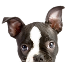 DOG 1