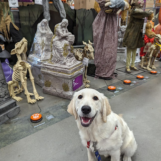 A cream colored golden retriever sits next to a halloween decoration display in a hardware store.