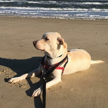 Duke Compass Key Service Dog Training Client Story