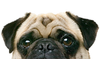 DOG3