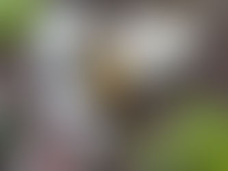 Service Dog Search: Clover