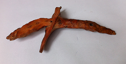 New, natural shape Raja Kayu