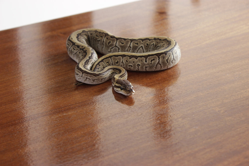 What Should You Do When a Snake is in Your Home?