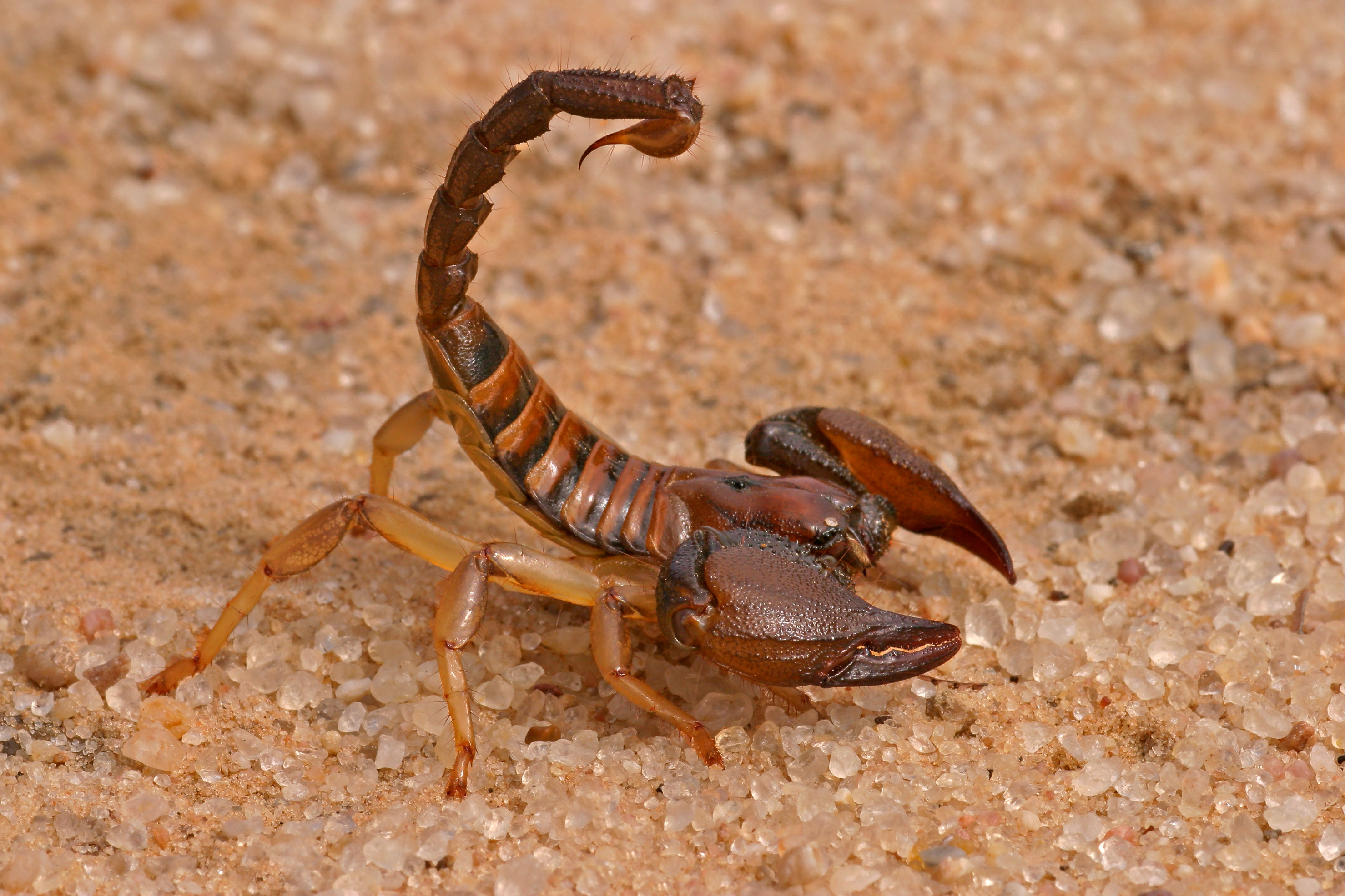Scorpions Worldwide Pest