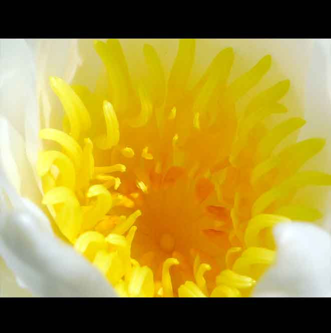 2 - Water Lily Close Up