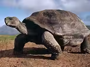 Galapagos Turtle