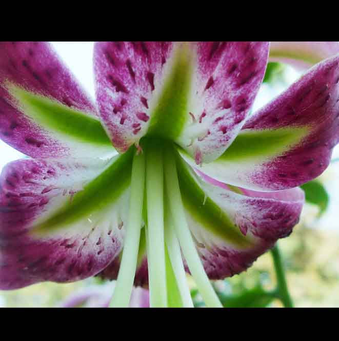 1 - Lily, New York Botanical Garden