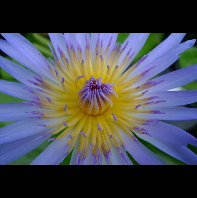 Blue Water Lily.jpg