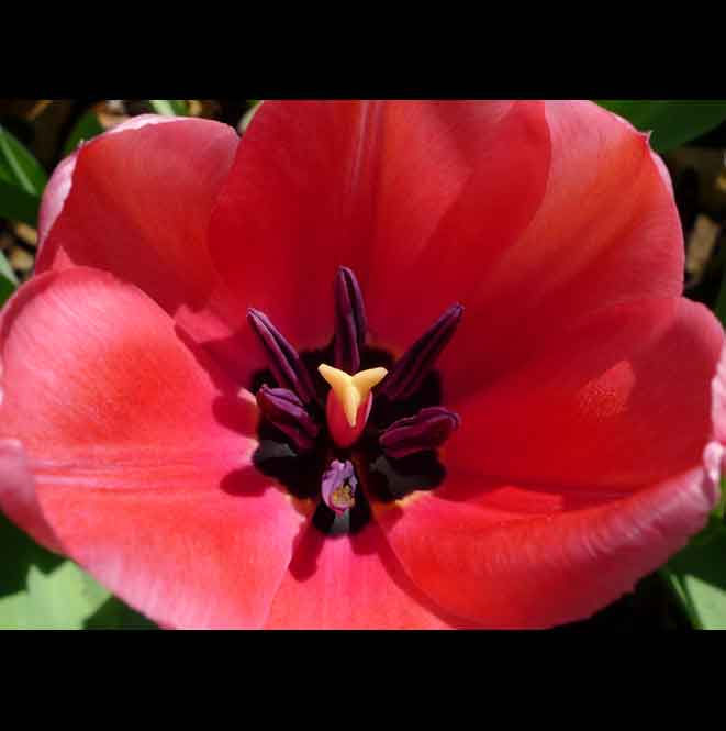1 Central Park Tulip