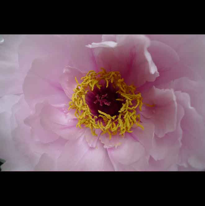 1 - Pink Peony, City Hall Park