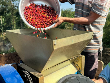 coffee production manggarai