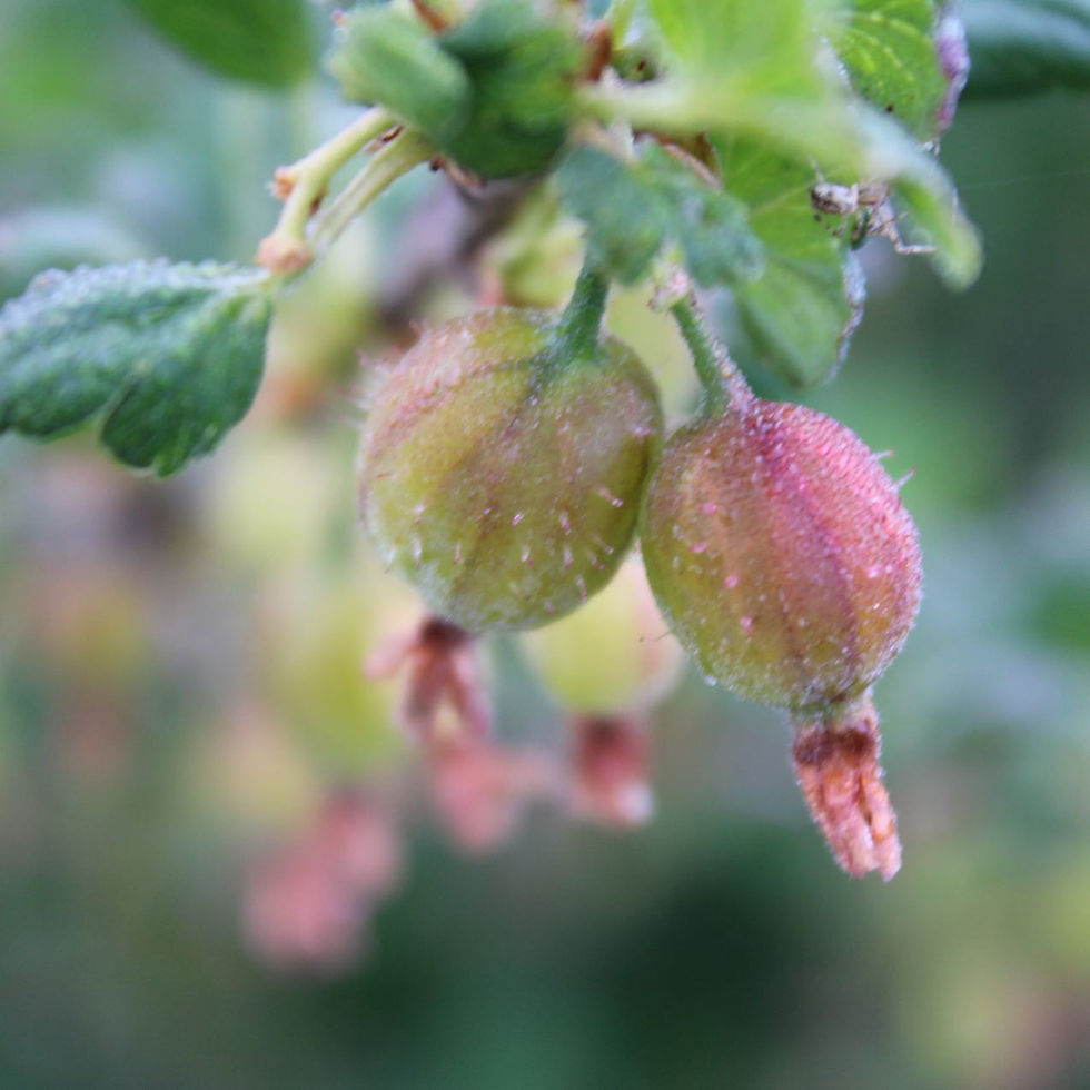 High angle view of a diverse fruit orchard with various trees