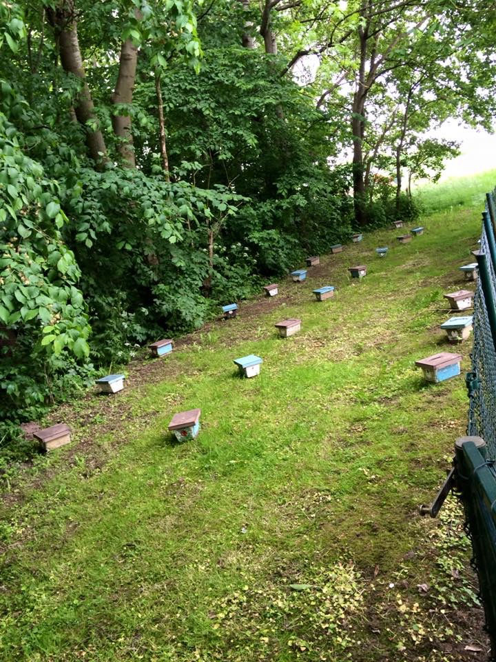 F1 Königin Standbegattet der Abstammung DE-07-200-227-21-K