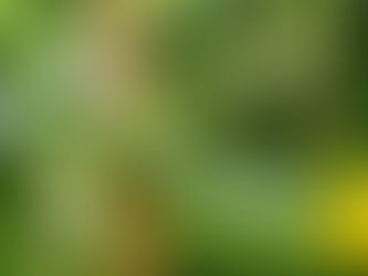 おはようございます🍀