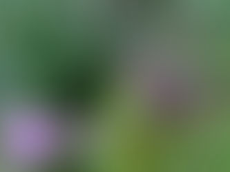 おはようございます🍀*゜