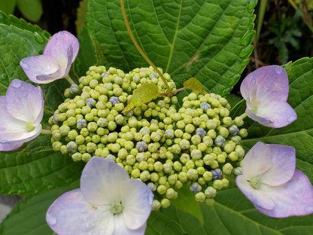 おはようございます