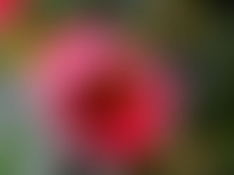 おはようございます🍀*゜