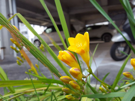 おはようございます。
長崎は曇りです。素敵な土曜日をお過ごしください♪😄☁
