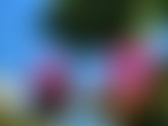 おはようございます