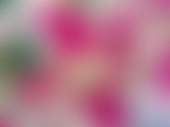 おはようございます🍀*゜