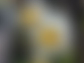 おはようございます🍀*゜