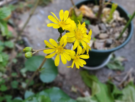 こんにちは🍀*゜