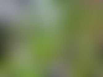 おはようございます🍀*゜