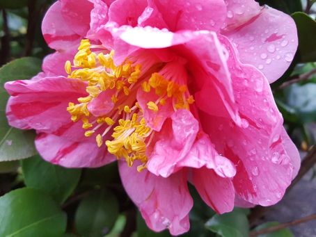 おはようございます。
長崎は小雨です。素敵な水曜日をお過ごしください♪( ´▽`)☁🌂