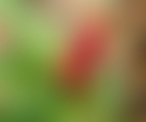 おはようございます
