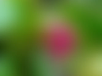 おはようございます。
長崎は晴れです。素敵な木曜日をお過ごしください♪( ´▽`)😄☀