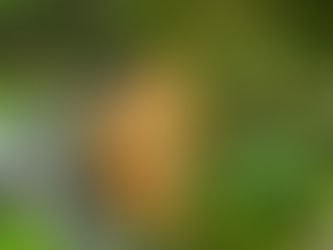 おはようございます🍀*゜