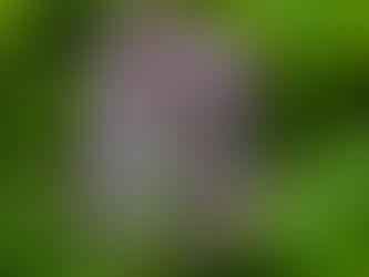 おはようございます🍀