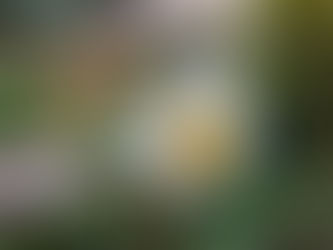 おはようございます🍀*゜