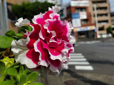 おはようございます
