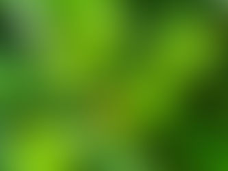 おはようございます🍀