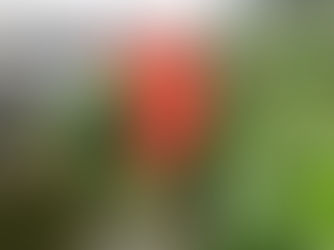 おはようございます