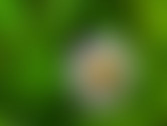 おはようございます🍀*゜