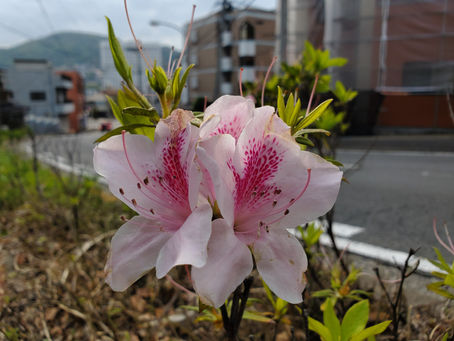 おはようございます