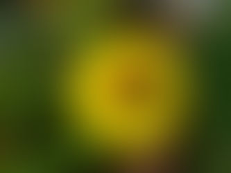 おはようございます🍀*゜